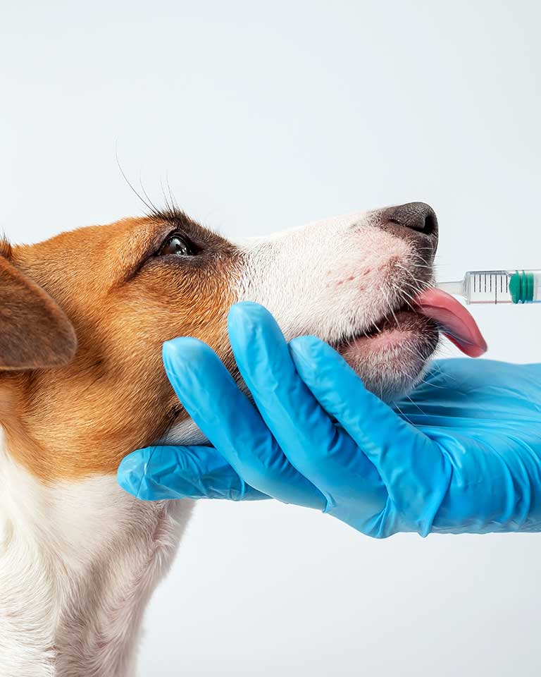 Customized Veterinary Medicine Close-up of a veterinarian giving a Jack Russell Terrier liquid medicine