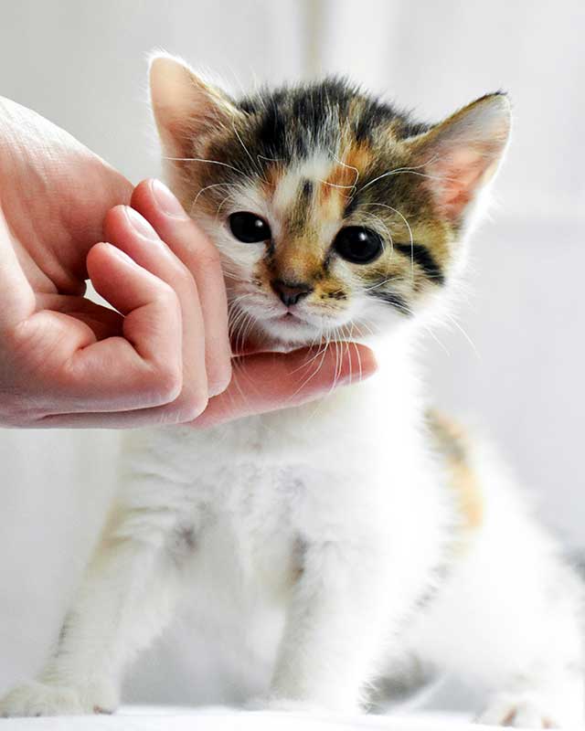 veterinary-kitten